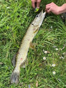 Northern Pike