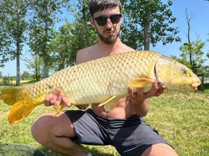 Common Carp