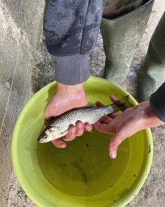 Yellow Perch