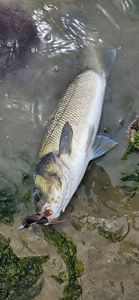 European Bass (Seabass)