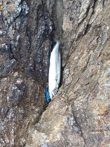 Mackerel