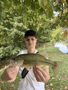 Largemouth Bass