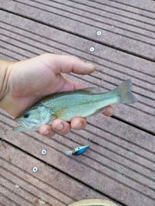 Largemouth Bass
