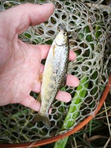 Brown Trout