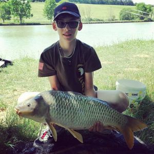 Common Carp