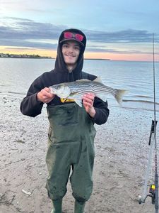 Stiped bass
