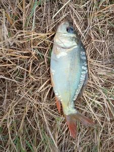 Mirror Carp