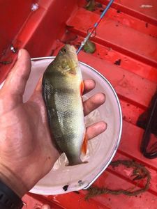European Perch