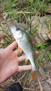 European Perch