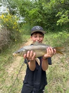 Mirror Carp