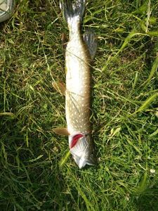 Northern Pike