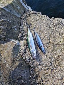 Mackerel