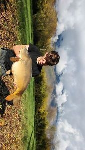 Mirror Carp