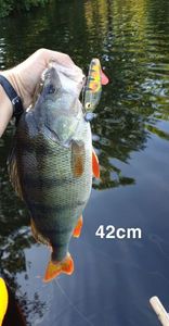 European Perch