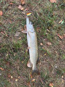 Northern Pike