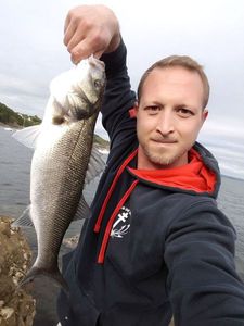 European Bass (Seabass)