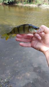 European Perch
