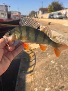 European Perch