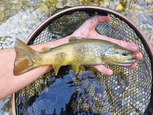 Brown Trout