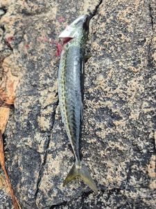 Chub Mackerel