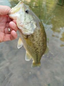Largemouth Bass