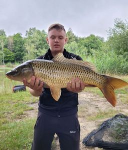 Common Carp