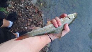 Barbel