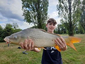 Common Carp