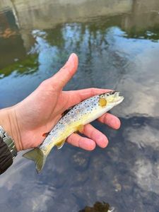 Brown Trout