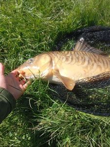 Mirror Carp