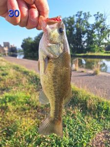 Largemouth Bass