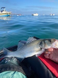 European Bass (Seabass)