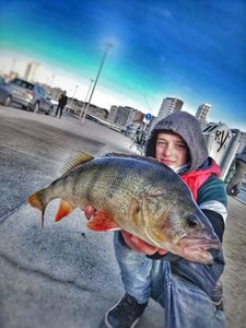 European Perch