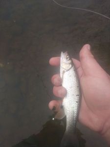 Chub