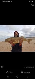 European Bass (Seabass)