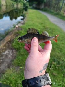 European Perch