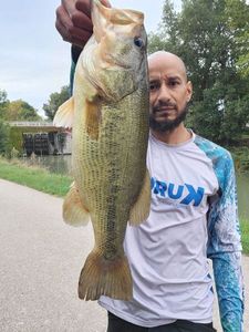 Largemouth Bass