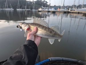 Zander