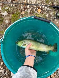 Brown Trout