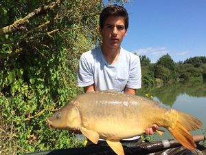 Common Carp