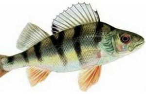 European Perch