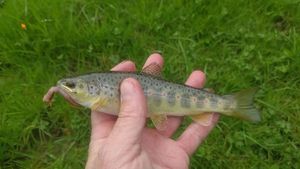 Brown Trout