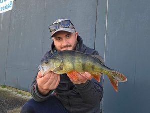 European Perch
