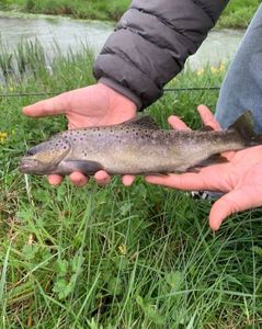 Brown Trout