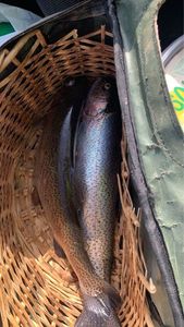Rainbow Trout