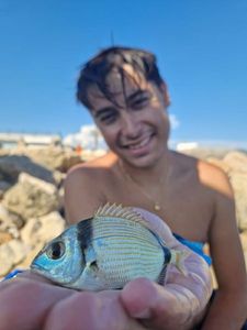 Common Two-banded Seabream