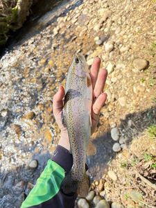 Rainbow Trout