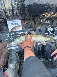 Northern Pike