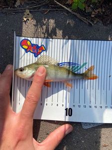 European Perch