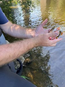 European Perch